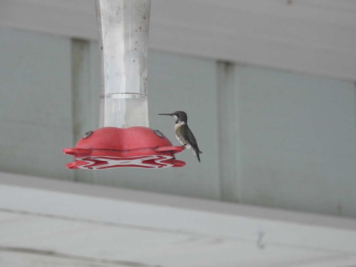 Ruby-throated Hummingbird - elwood bracey