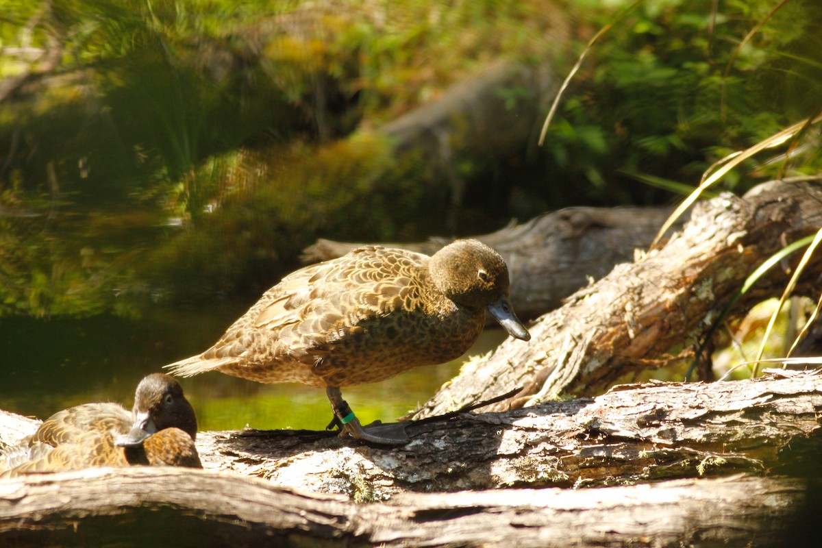 Brown Teal - Doug Cooper