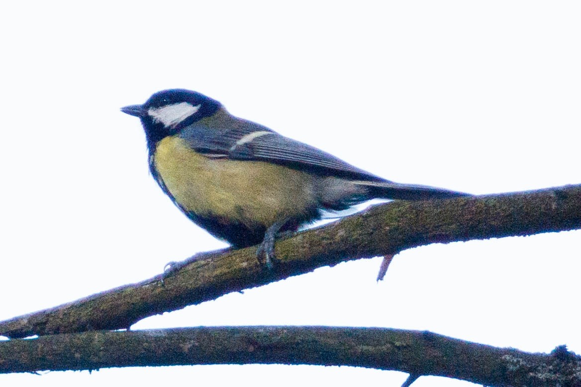 Great Tit - ML90922741