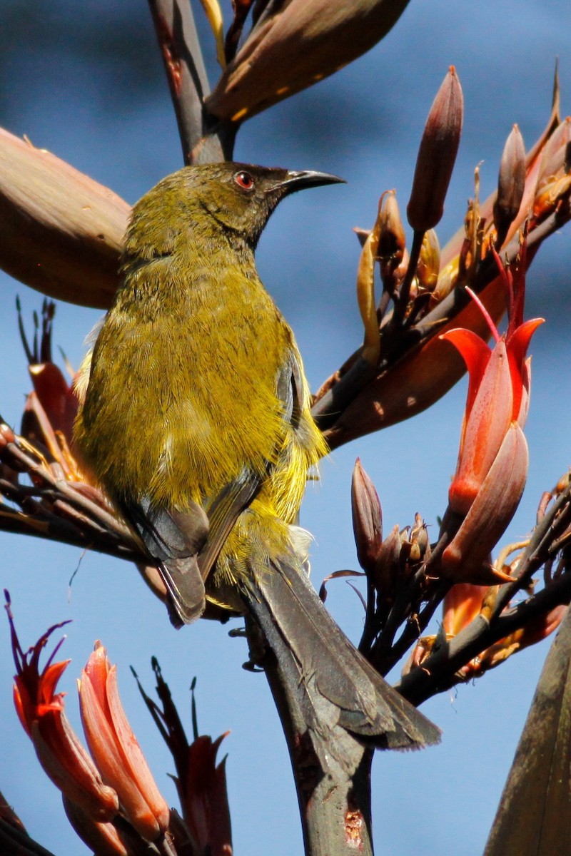 New Zealand Bellbird - Doug Cooper