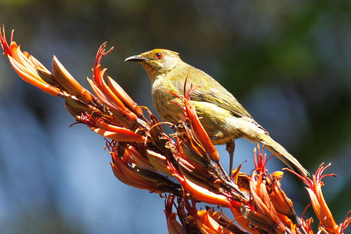 New Zealand Bellbird - ML90923361