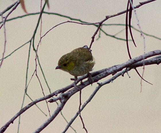 Pardalote Tasmano - ML90923701