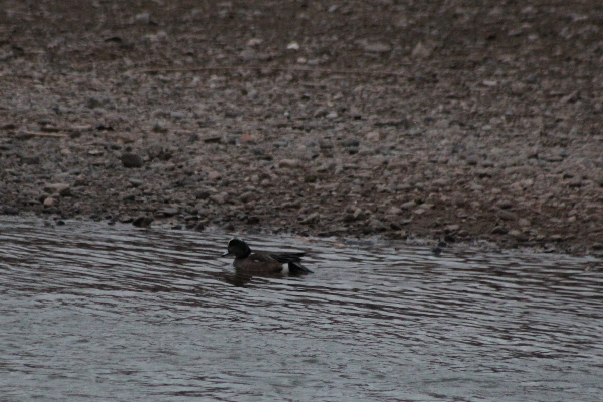 American Wigeon - ML90924311