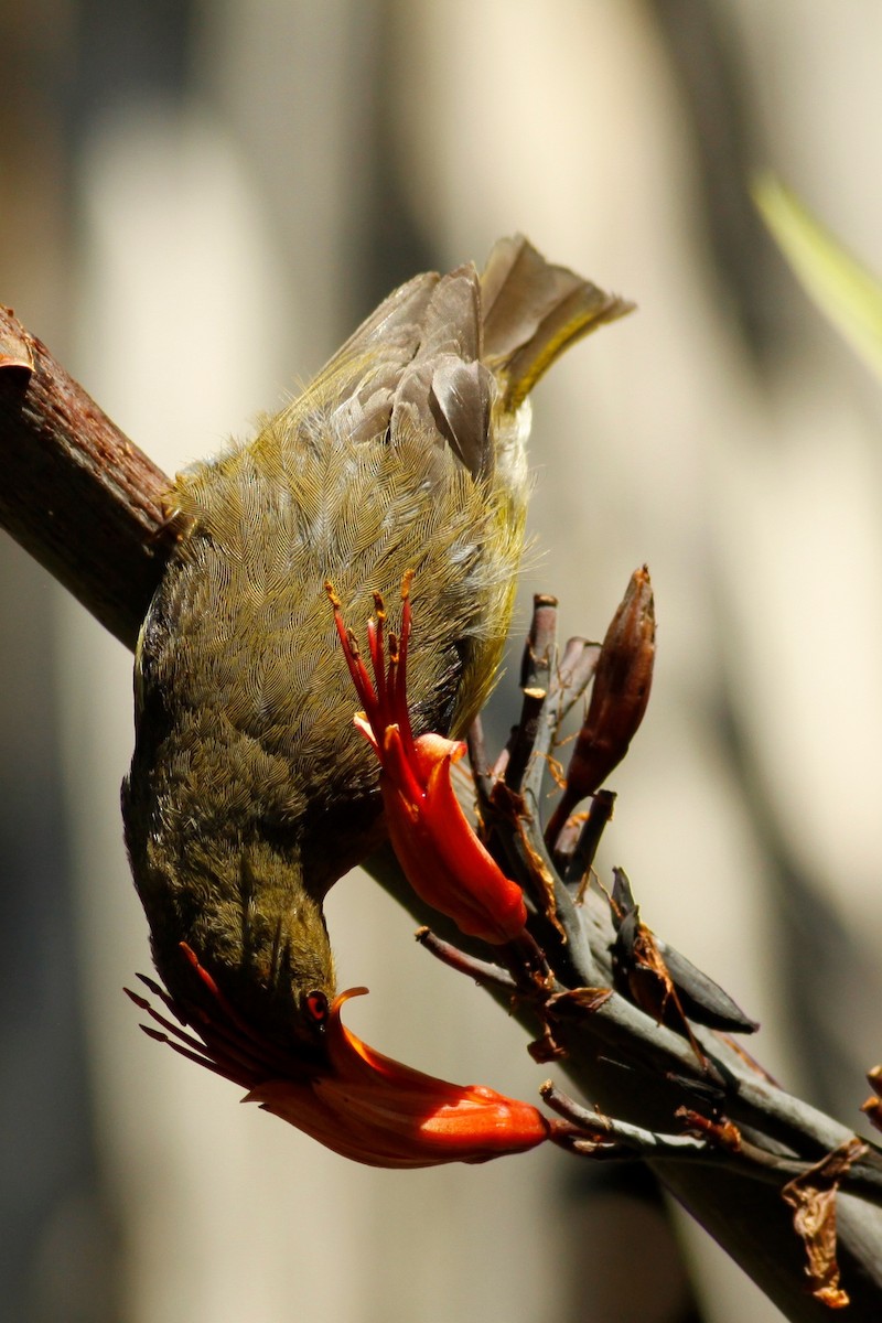 New Zealand Bellbird - Doug Cooper