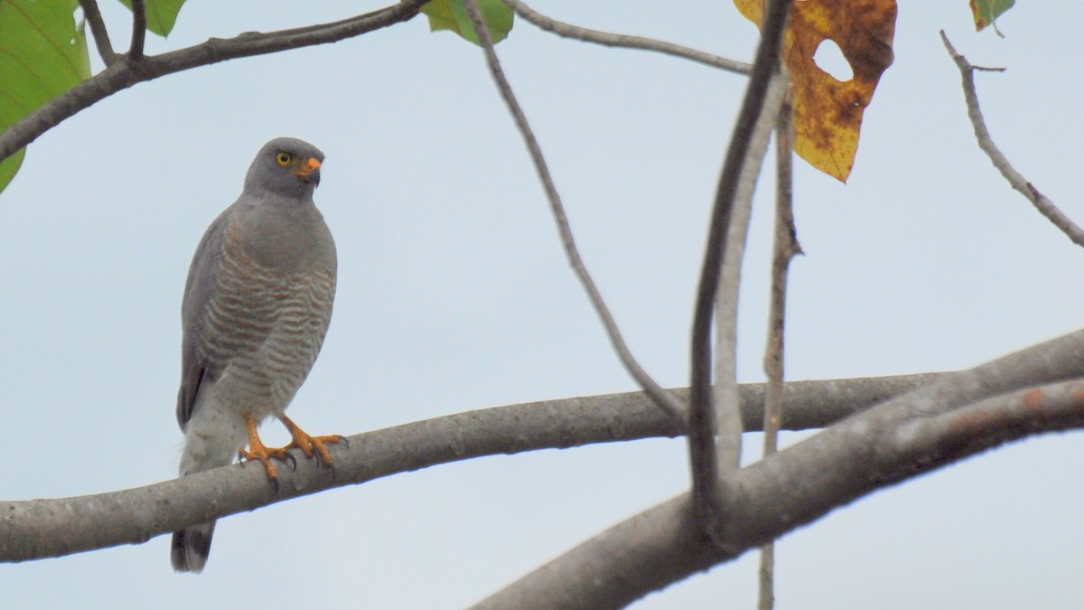 Roadside Hawk - Diana Flora Padron Novoa