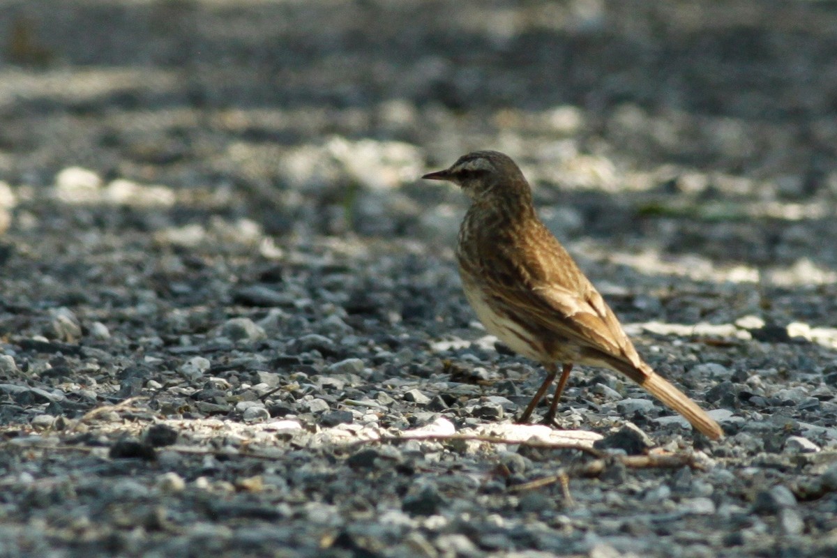 New Zealand Pipit - Doug Cooper