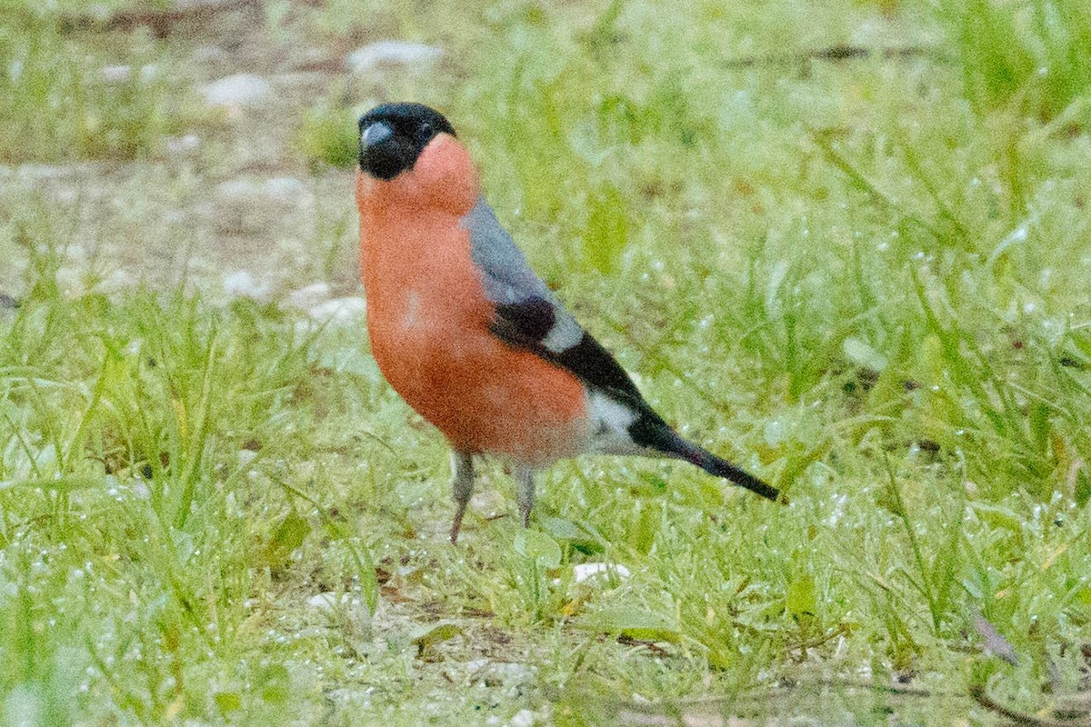 Eurasian Bullfinch - ML90926141