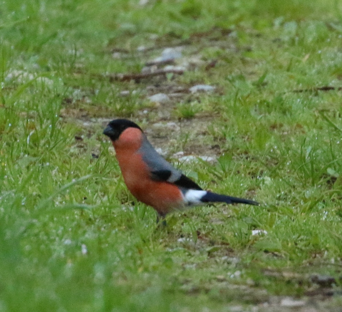 Eurasian Bullfinch - ML90926161