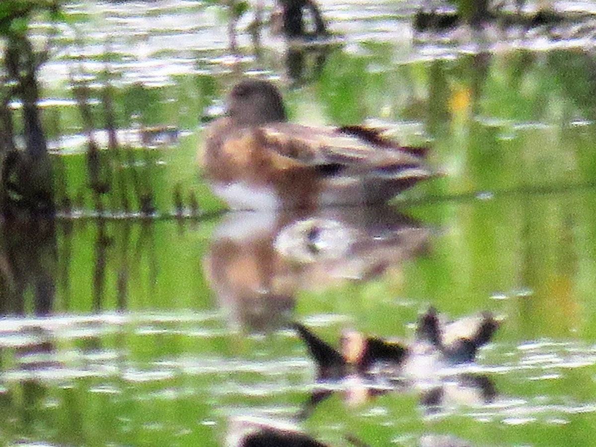 American Wigeon - ML90927141