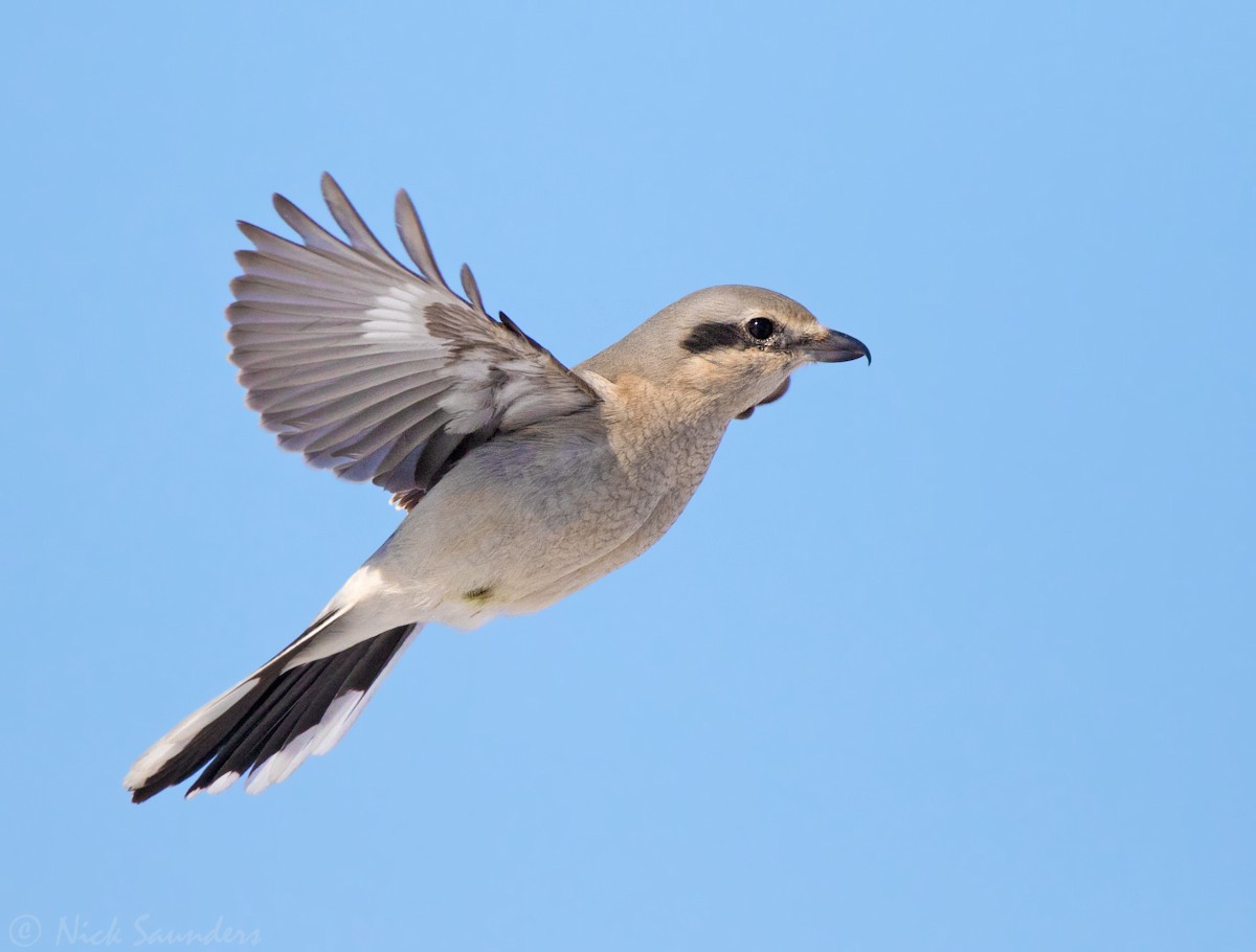 Northern Shrike - ML90927861