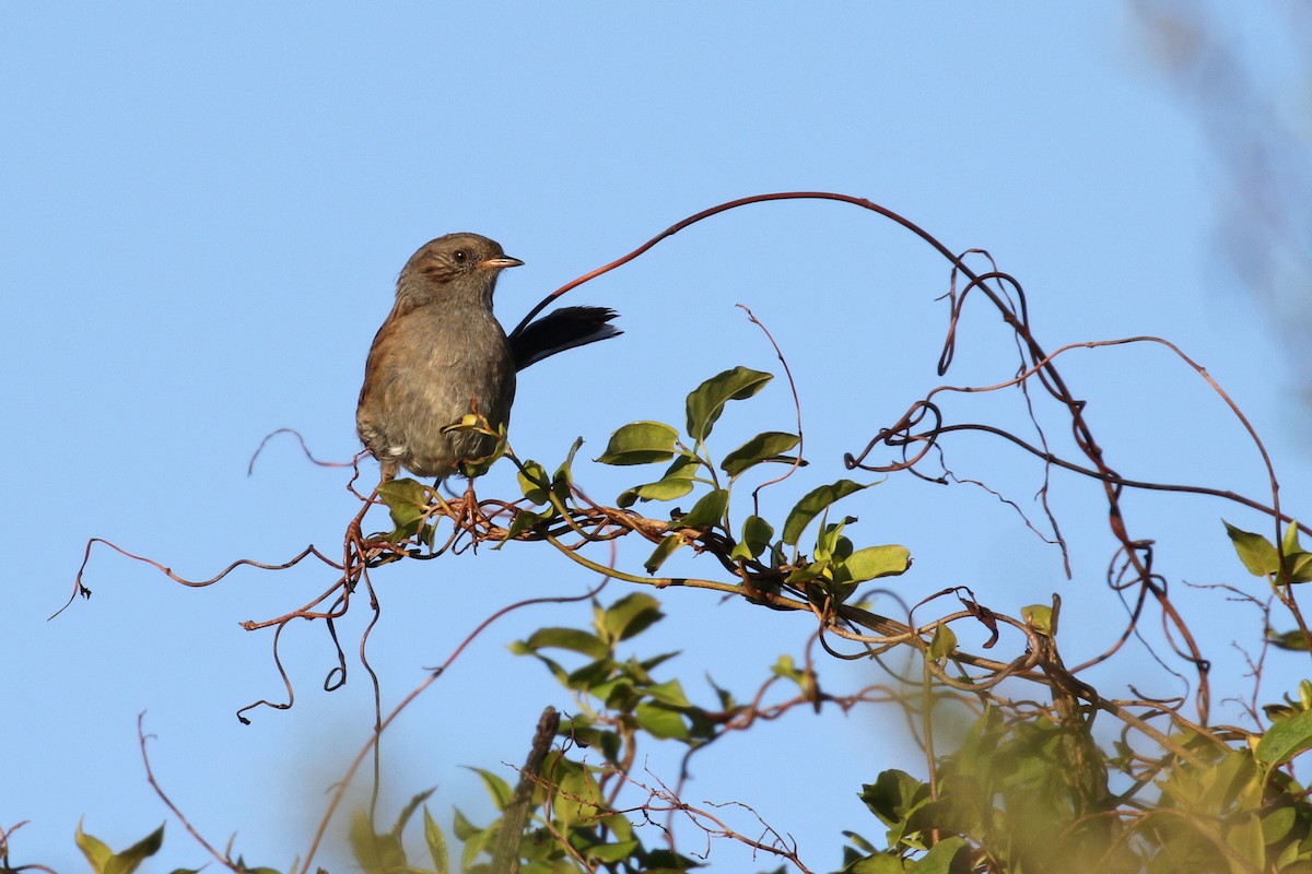 Dunnock - Cameron Eckert