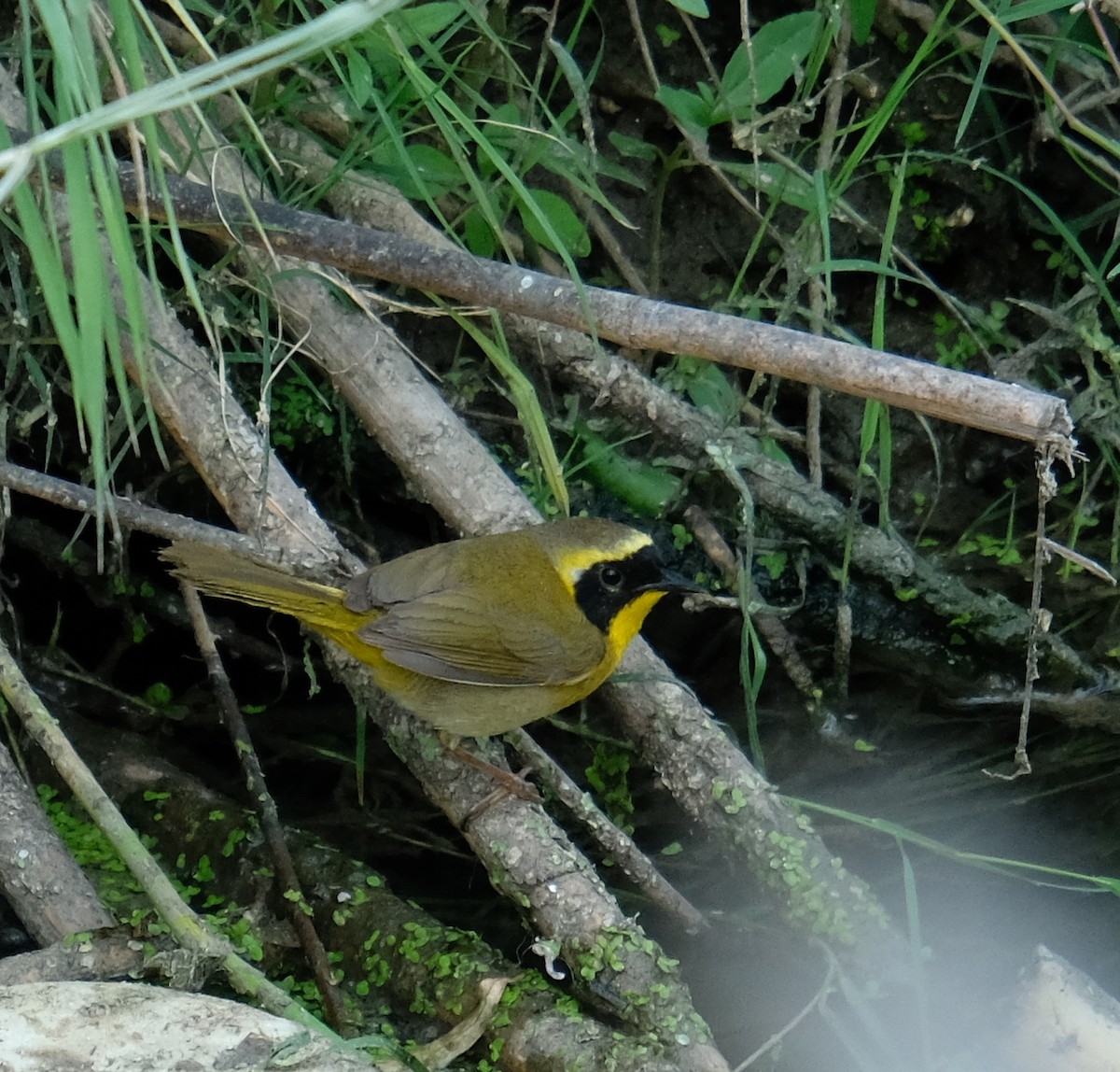 Belding's Yellowthroat - ML90928231