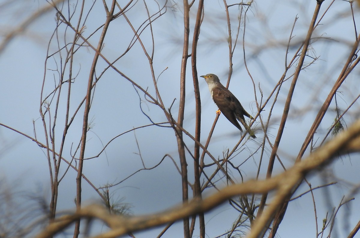 Indian Cuckoo - krishnakumar K Iyer