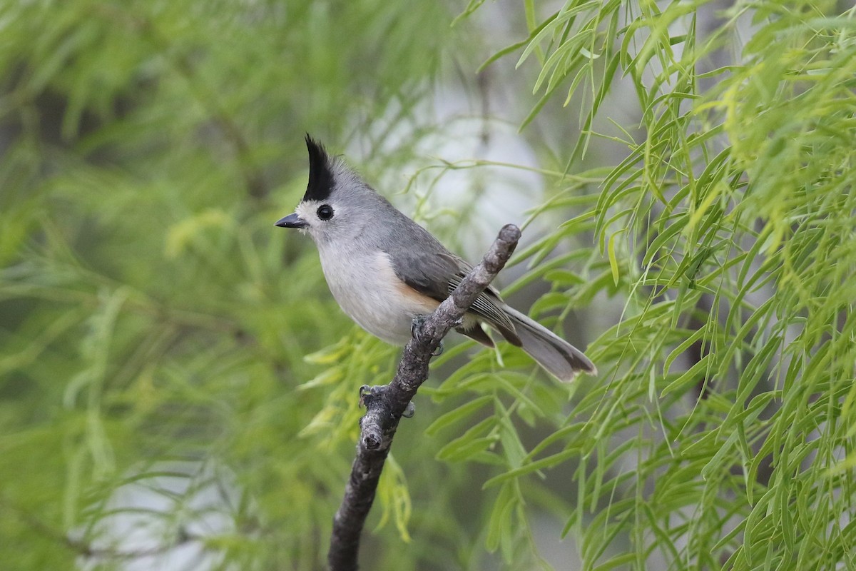 Black-crested Titmouse - ML90930561