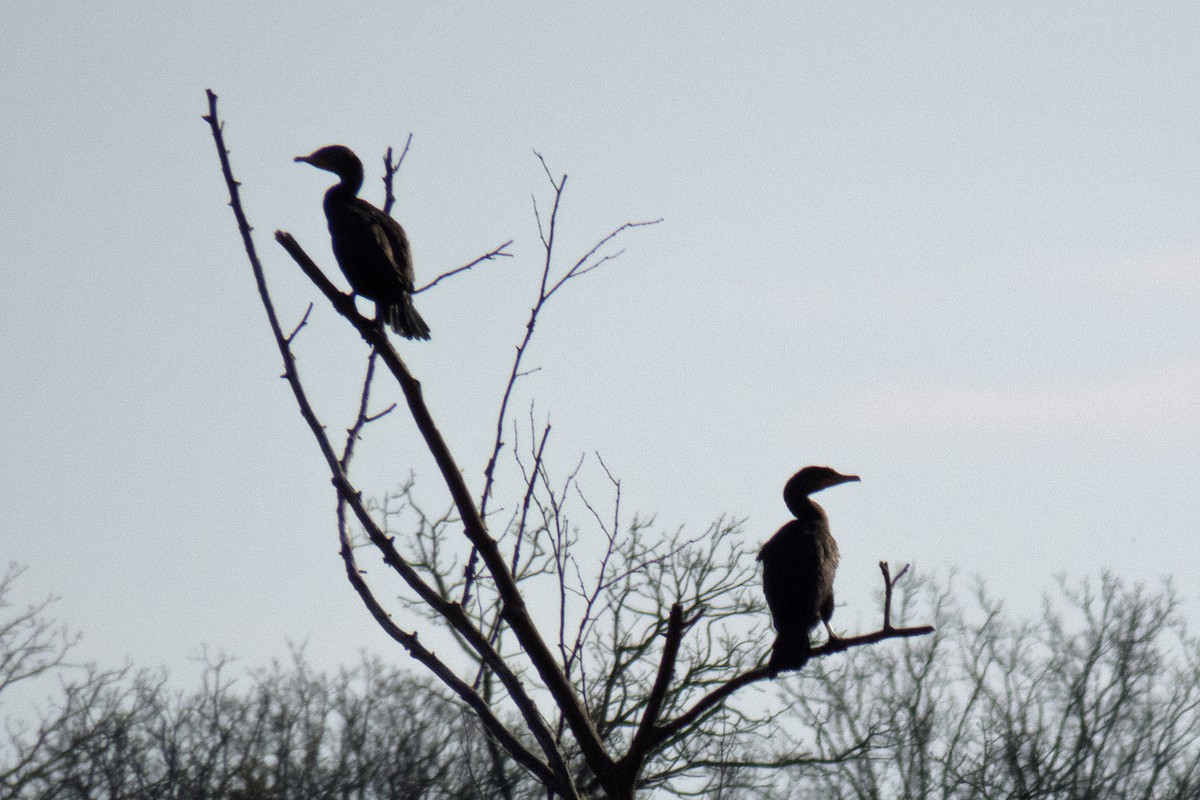 Cormoran à aigrettes - ML90930991