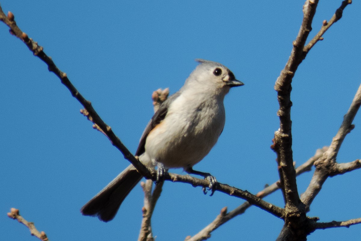 Mésange bicolore - ML90931101