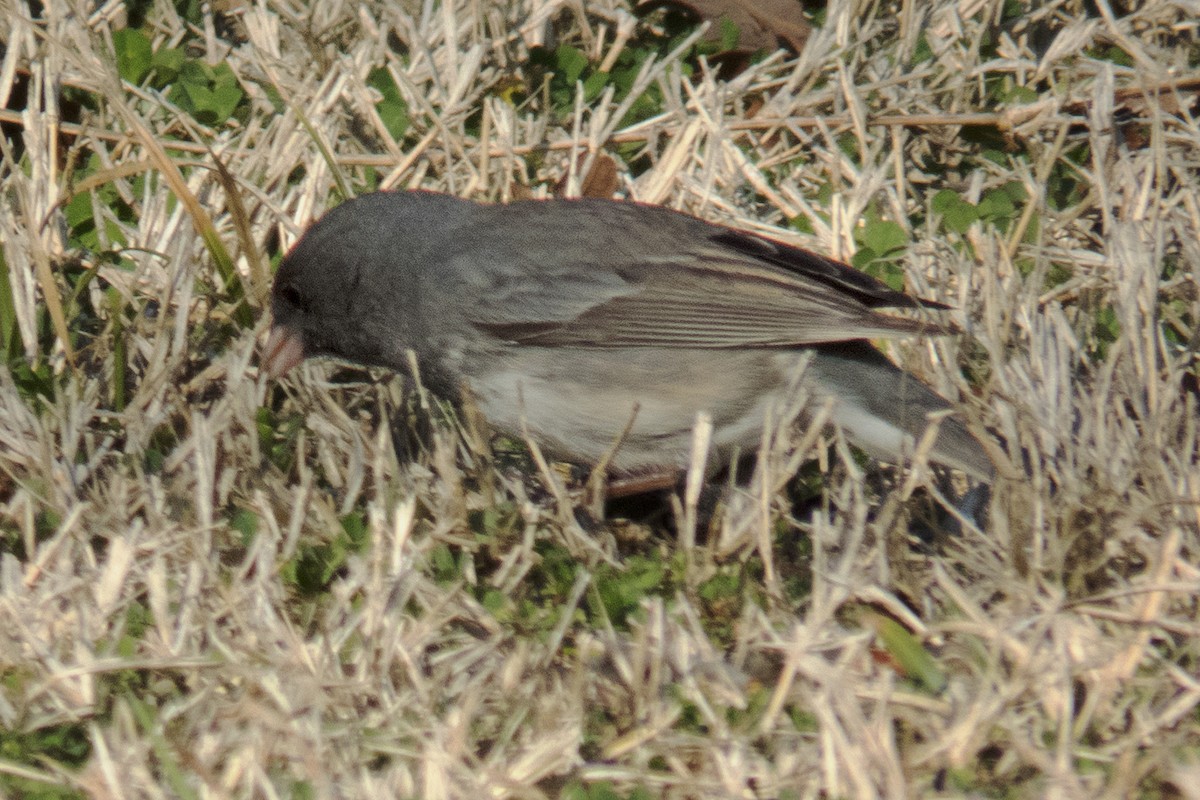 Junco ardoisé - ML90931171