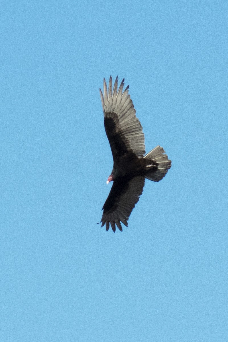 Urubu à tête rouge - ML90931311