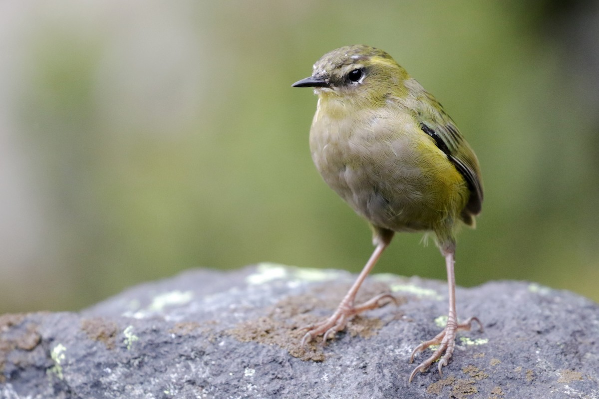 South Island Wren - Cameron Eckert