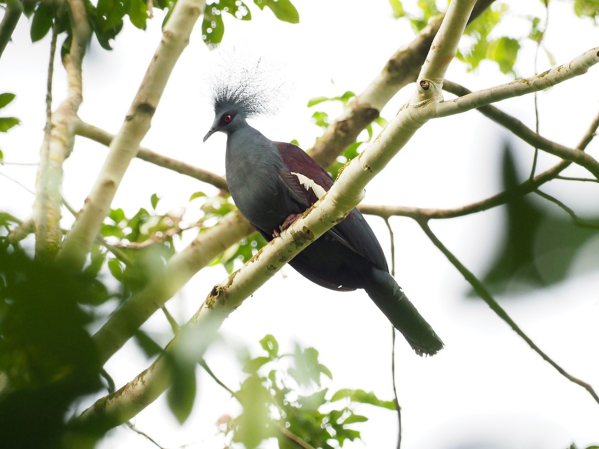 Western Crowned-Pigeon - ML90932891