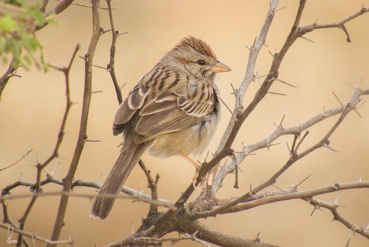 Rufous-winged Sparrow - Diana Figueroa Egurrola