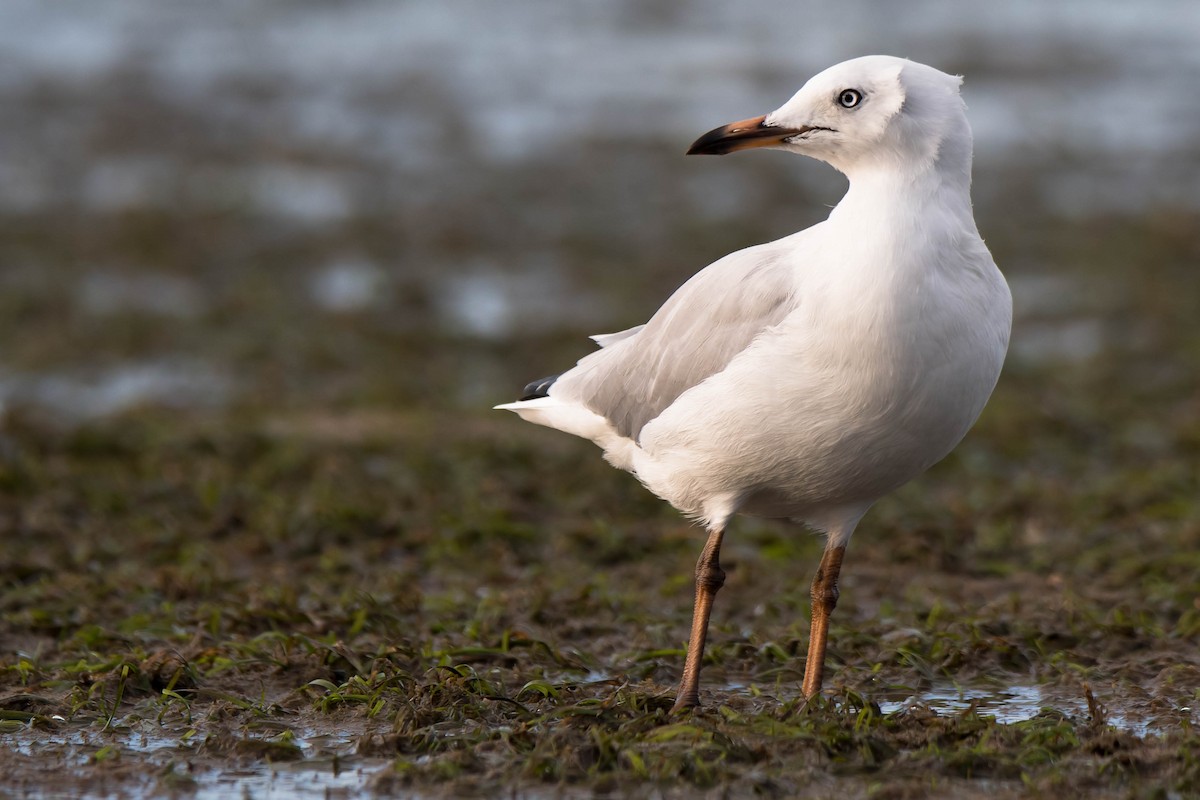 Silver Gull (Silver) - ML90934211