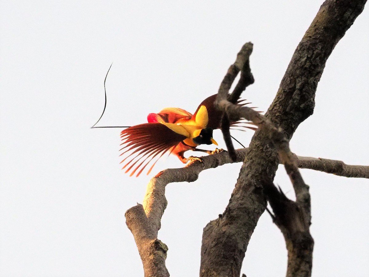 Red Bird-of-Paradise - ML90935061