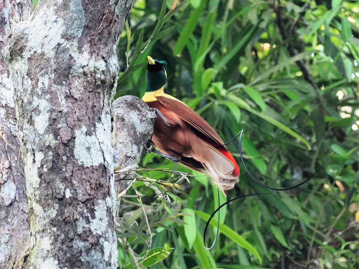 Red Bird-of-Paradise - ML90935071