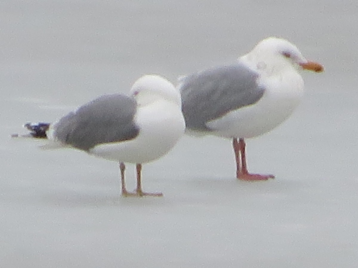 Herring Gull - ML90935571