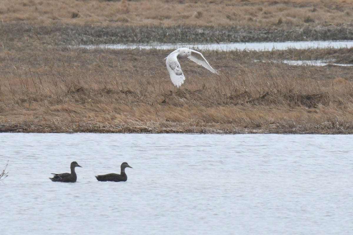 Snowy Owl - ML90936051