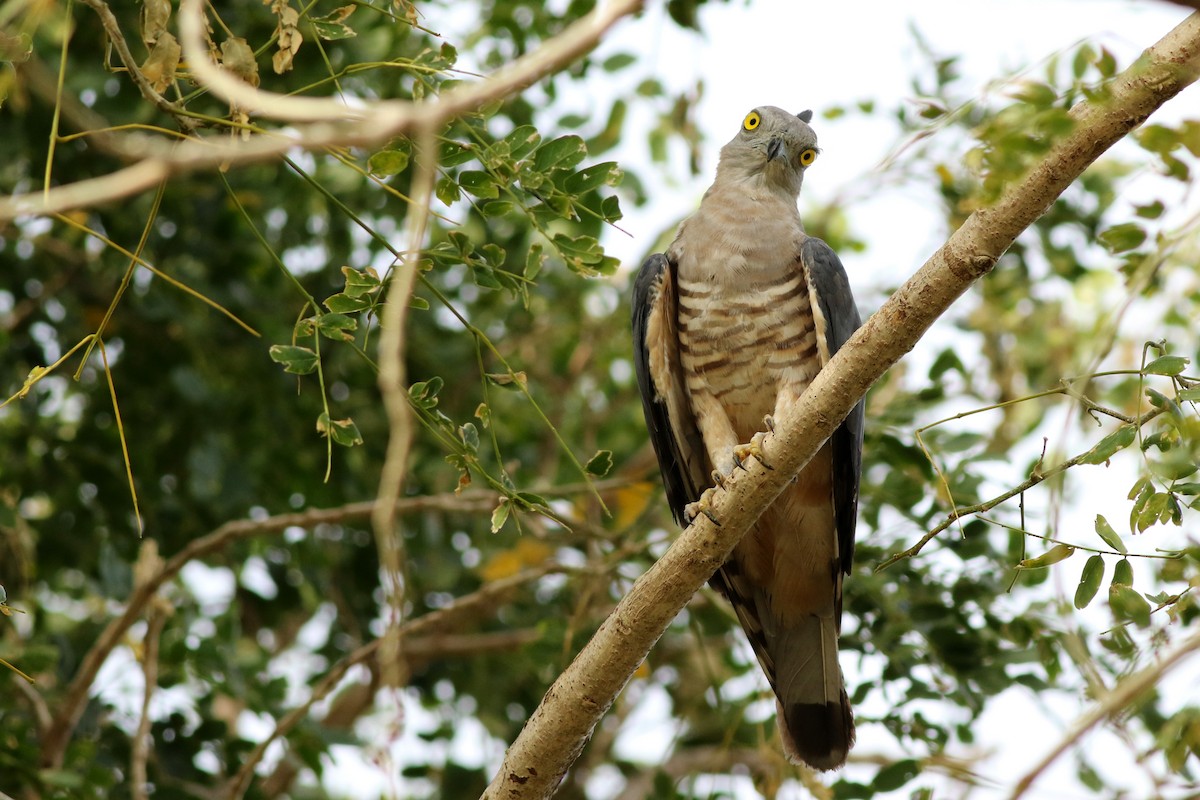 Pacific Baza - Meng-Chieh (孟婕) FENG (馮)