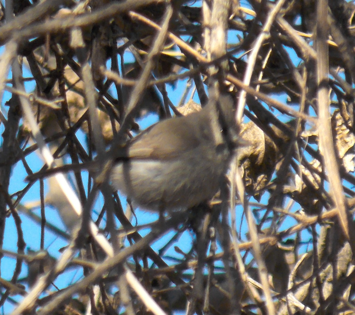 Oak Titmouse - ML90938481