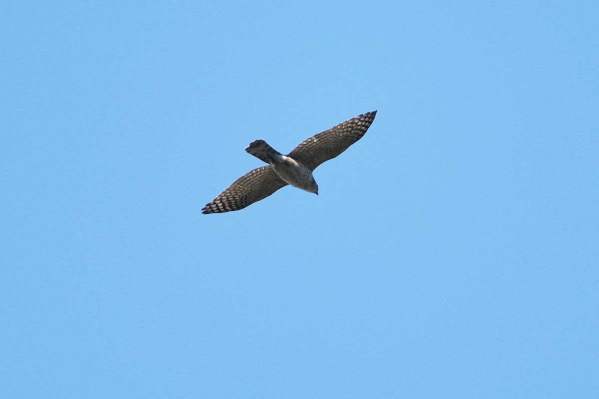 Cooper's Hawk - ML90939321