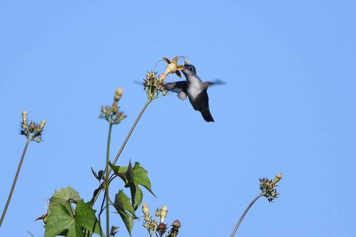 Violet-crowned Hummingbird - Steve Heinl