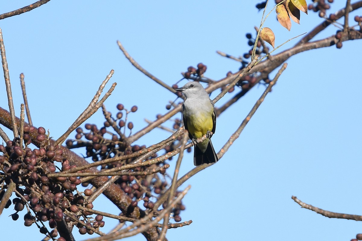 Western Kingbird - ML90939361