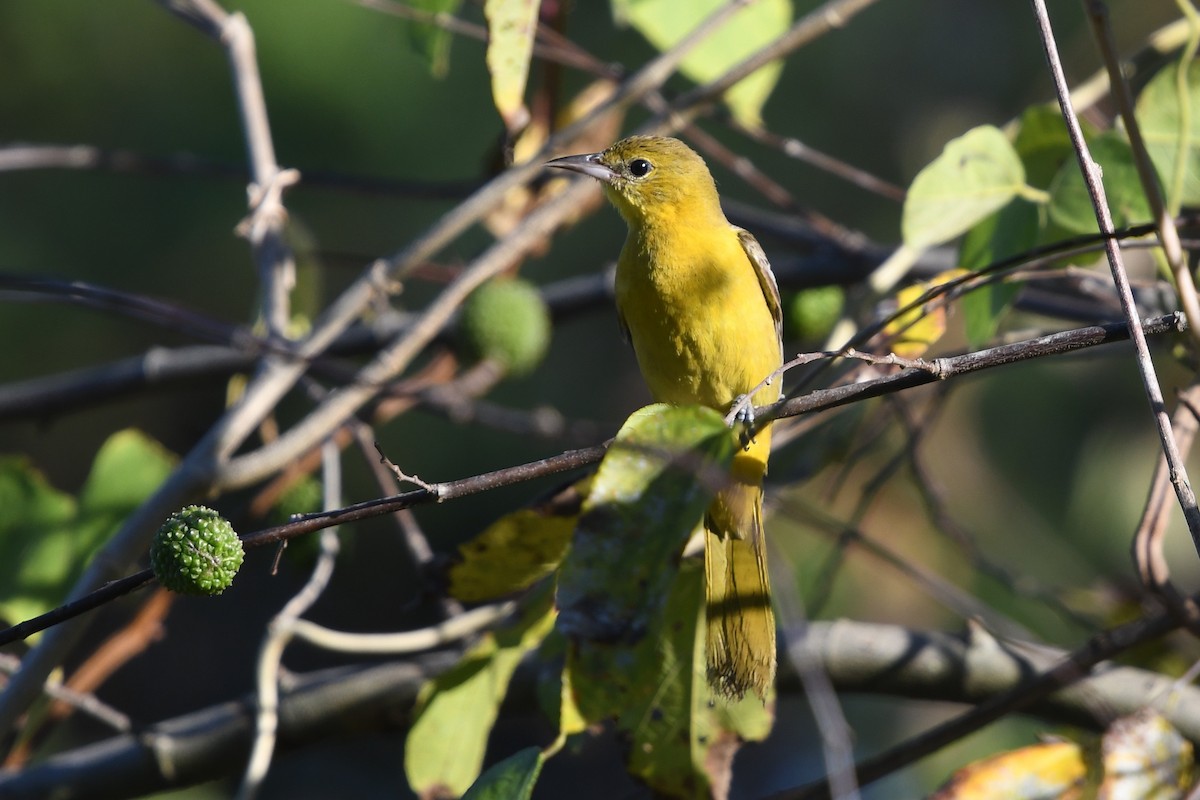 Hooded Oriole - ML90939431