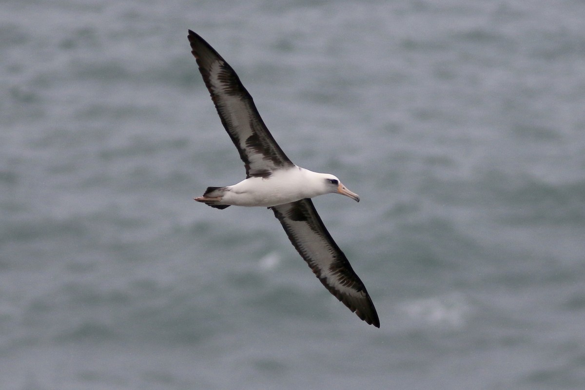 Laysan Albatross - Russ Morgan