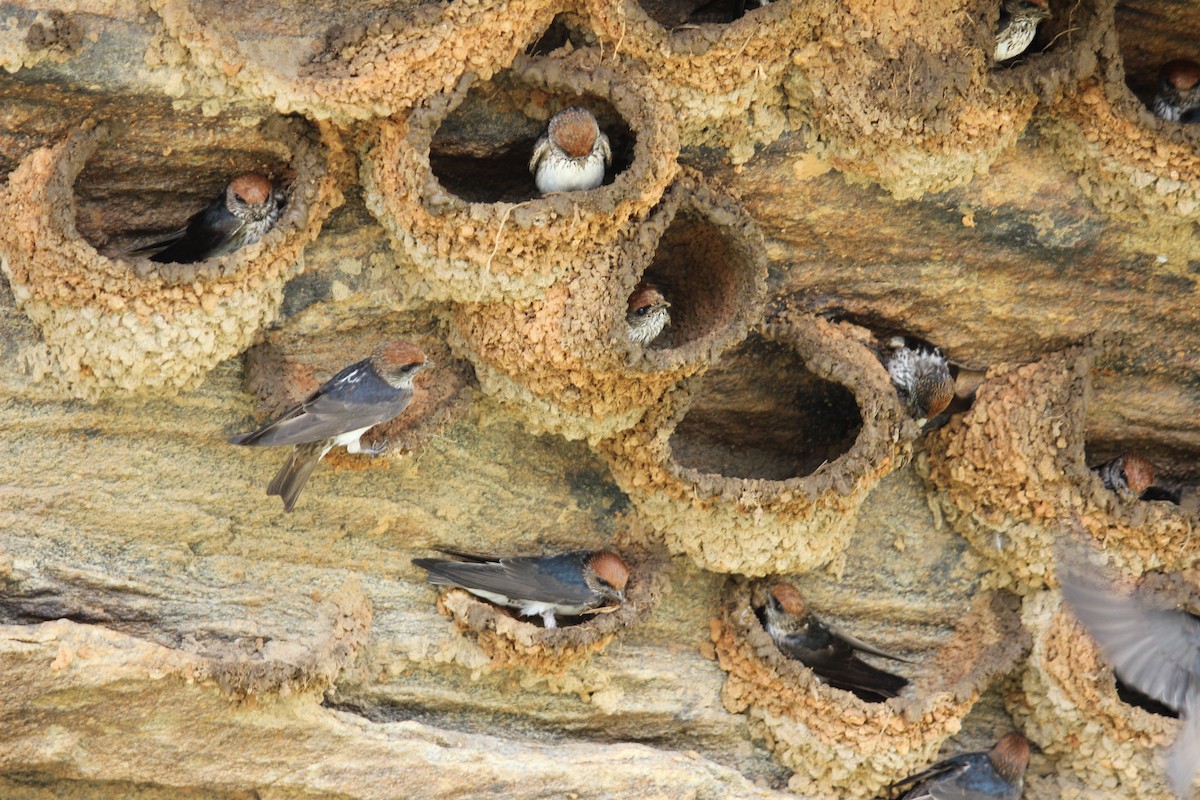 Streak-throated Swallow - ML90939771