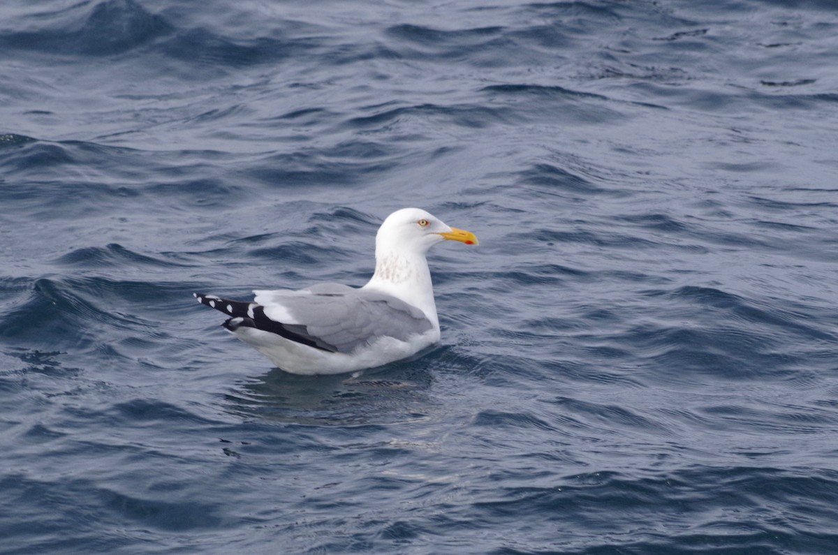 Gaviota Argéntea - ML90940761