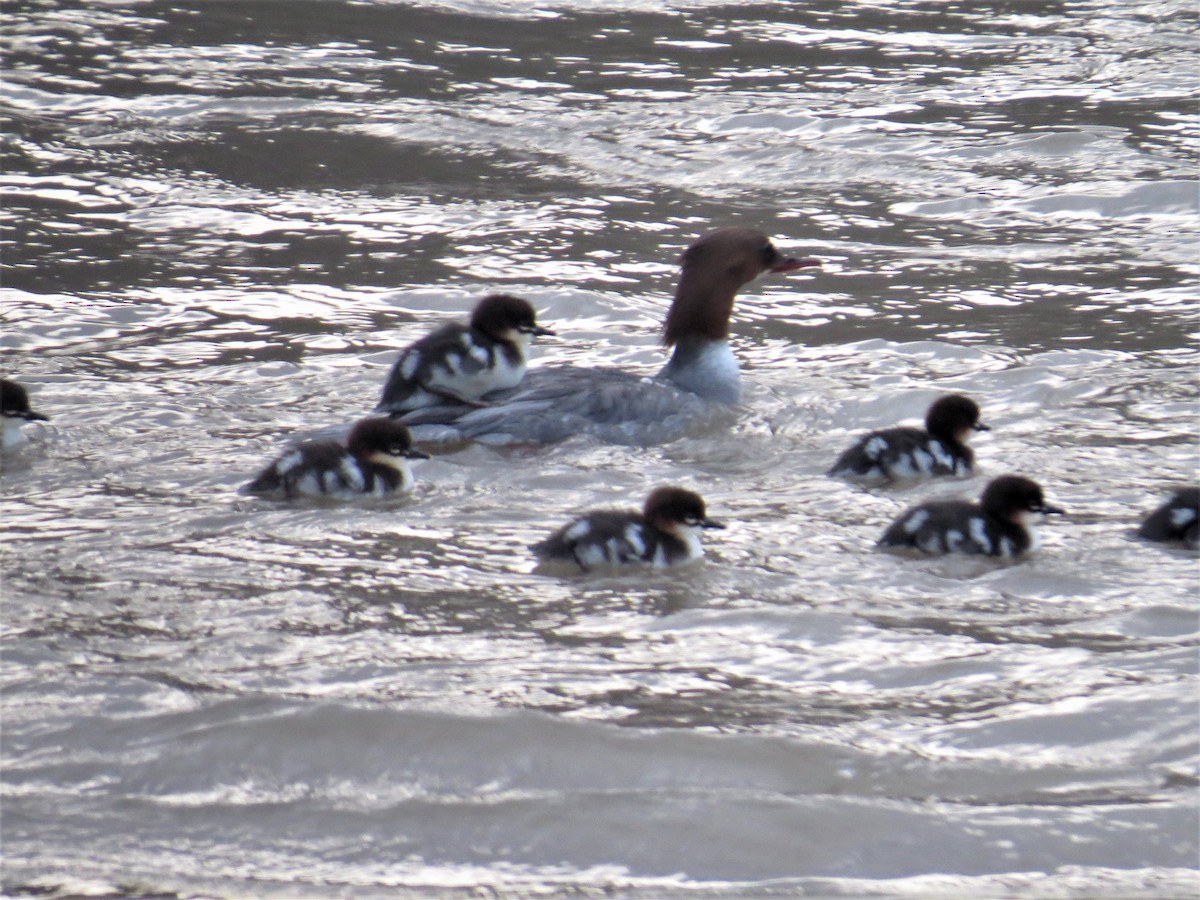 Common Merganser - ML90941411