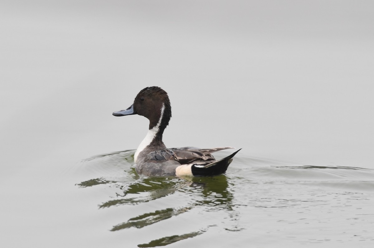 Northern Pintail - ML90942481