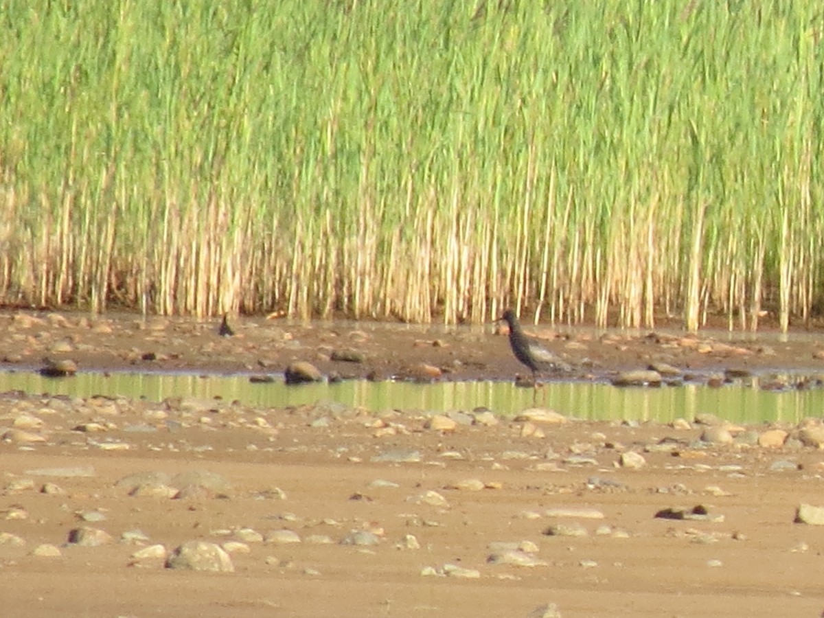 Spotted Redshank - ML90942671