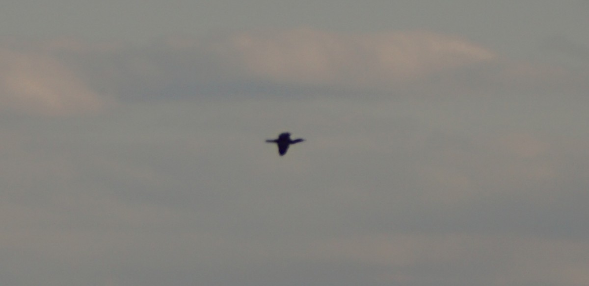 Double-crested Cormorant - ML90943171