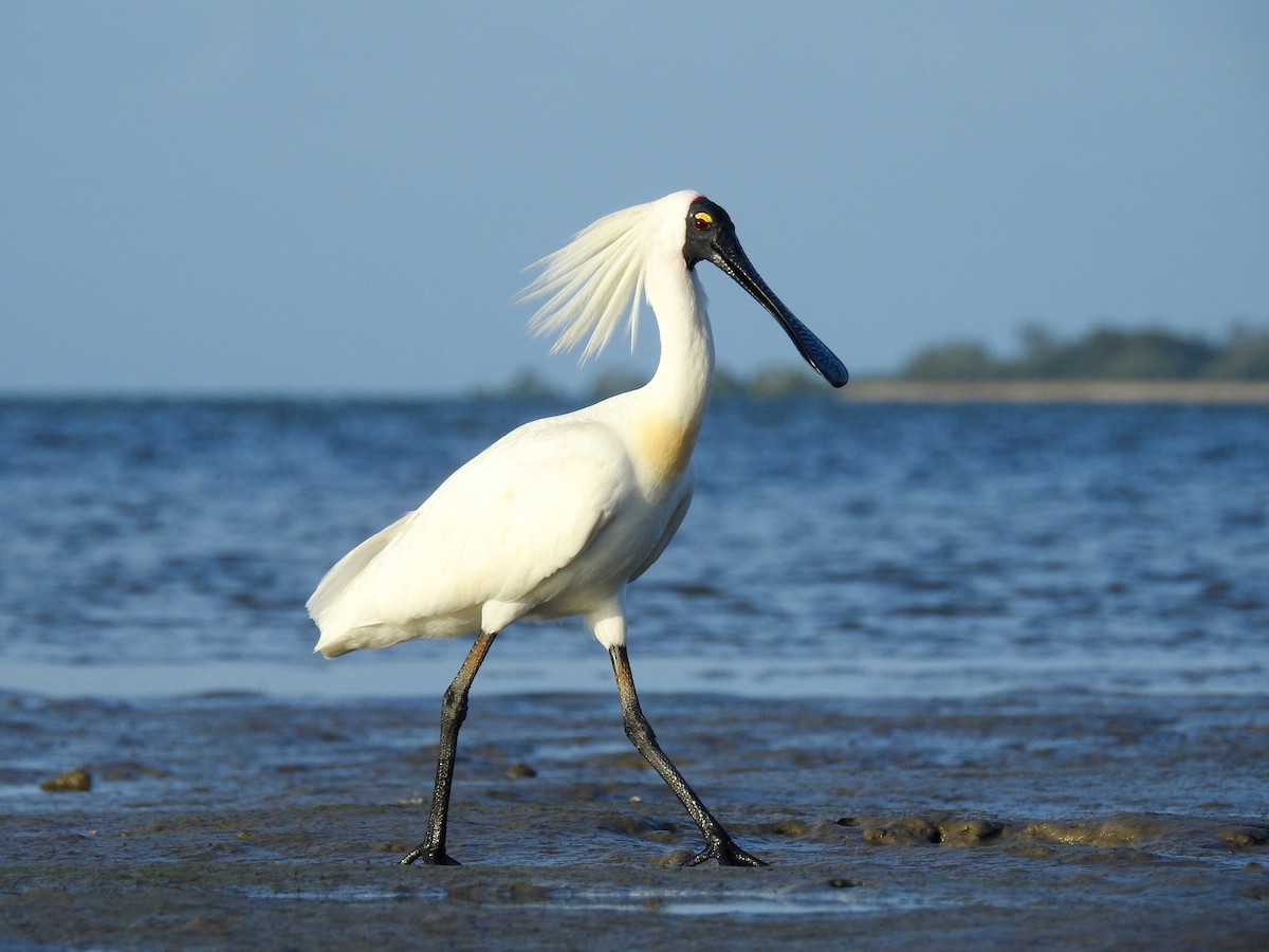 Royal Spoonbill - ML90943231