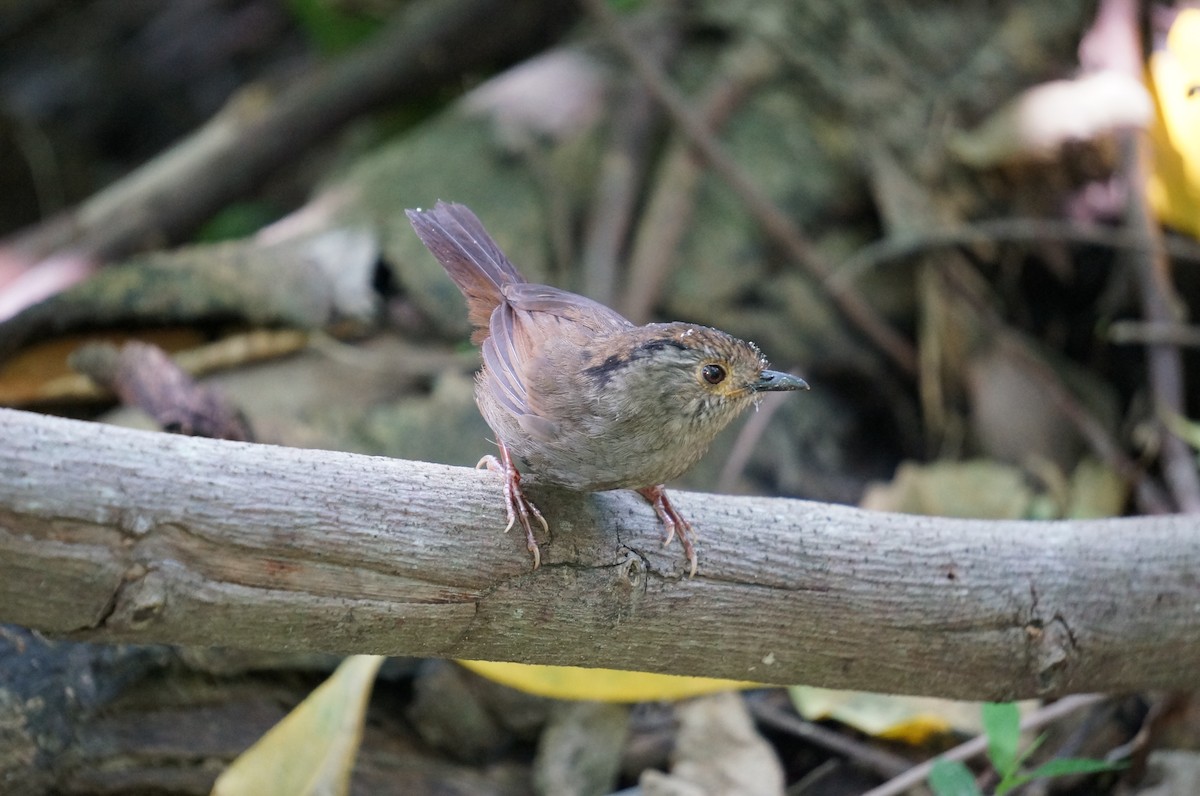 Dusky Fulvetta - Cassie Liu