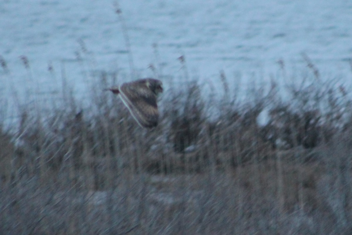 Short-eared Owl - Norma Hartwell