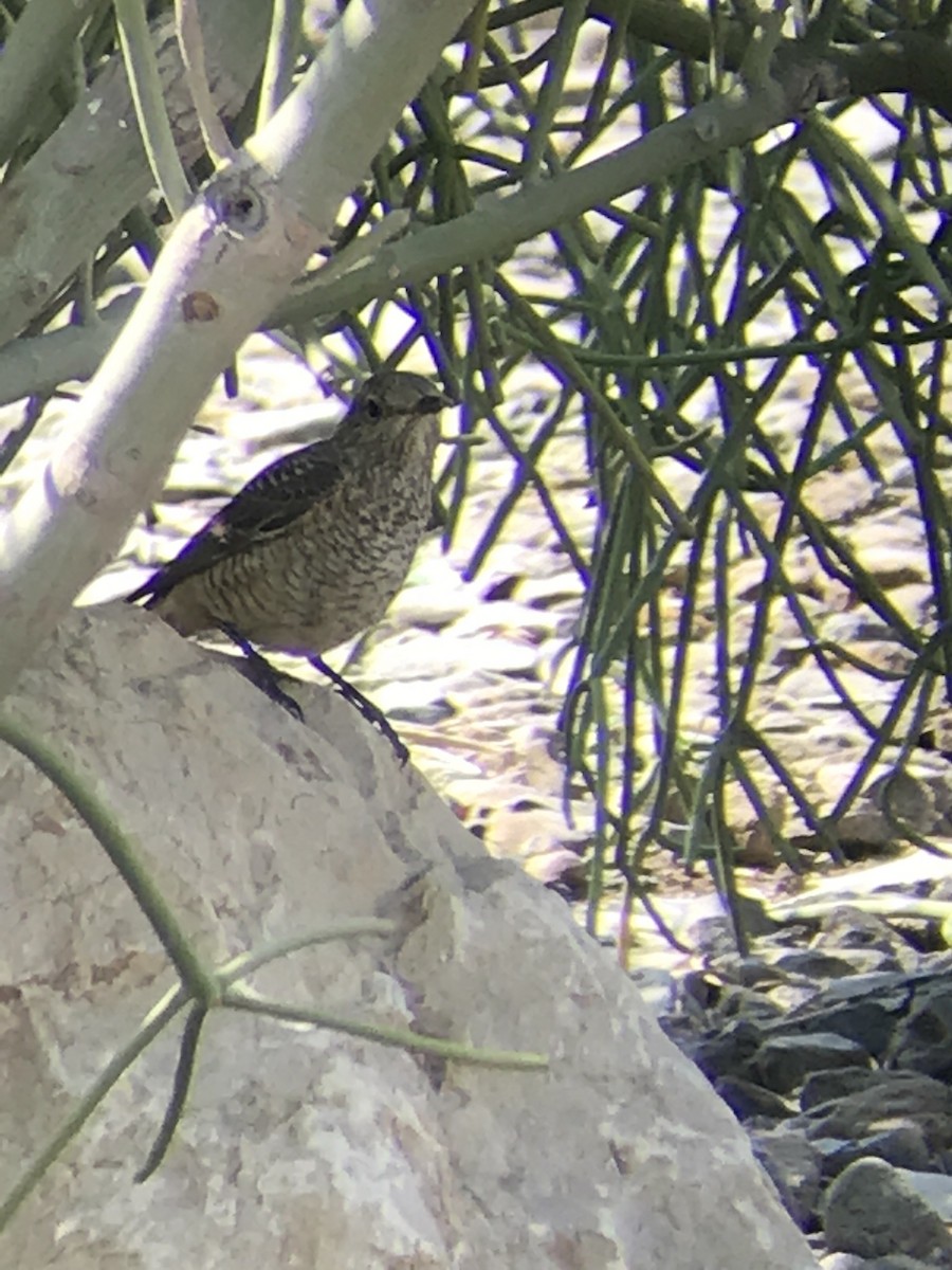 Rufous-tailed Rock-Thrush - ML90947511