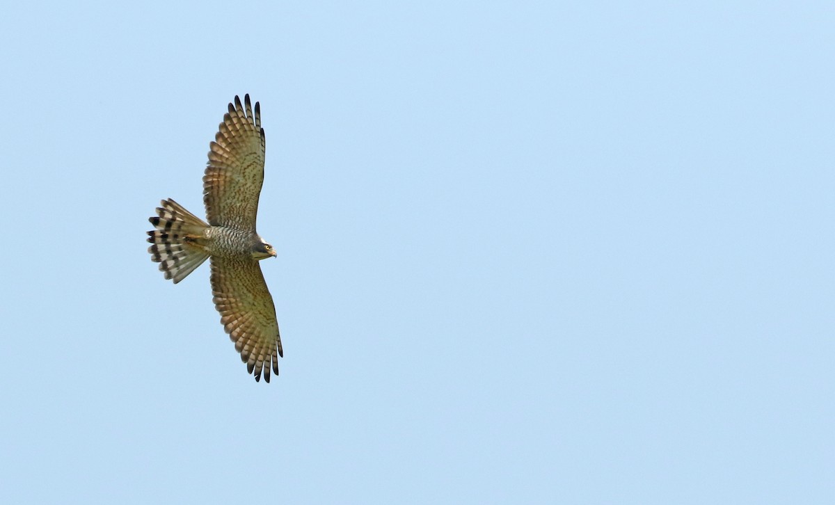 Gray-faced Buzzard - Luke Seitz