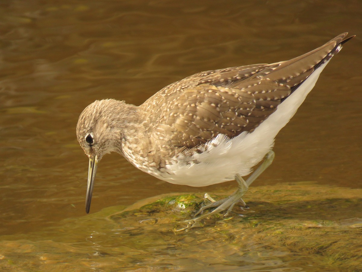 Green Sandpiper - Cristóbal Jiménez