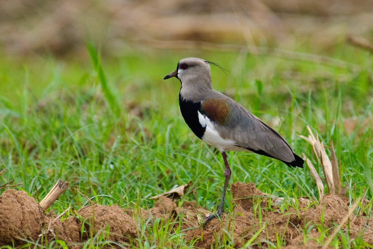 Southern Lapwing - Stephen Davies